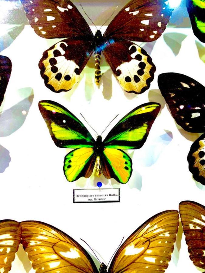 Villa Butterfly Будапешт Екстер'єр фото